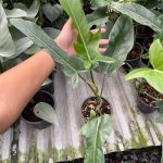 Philodendron Jerry Horne