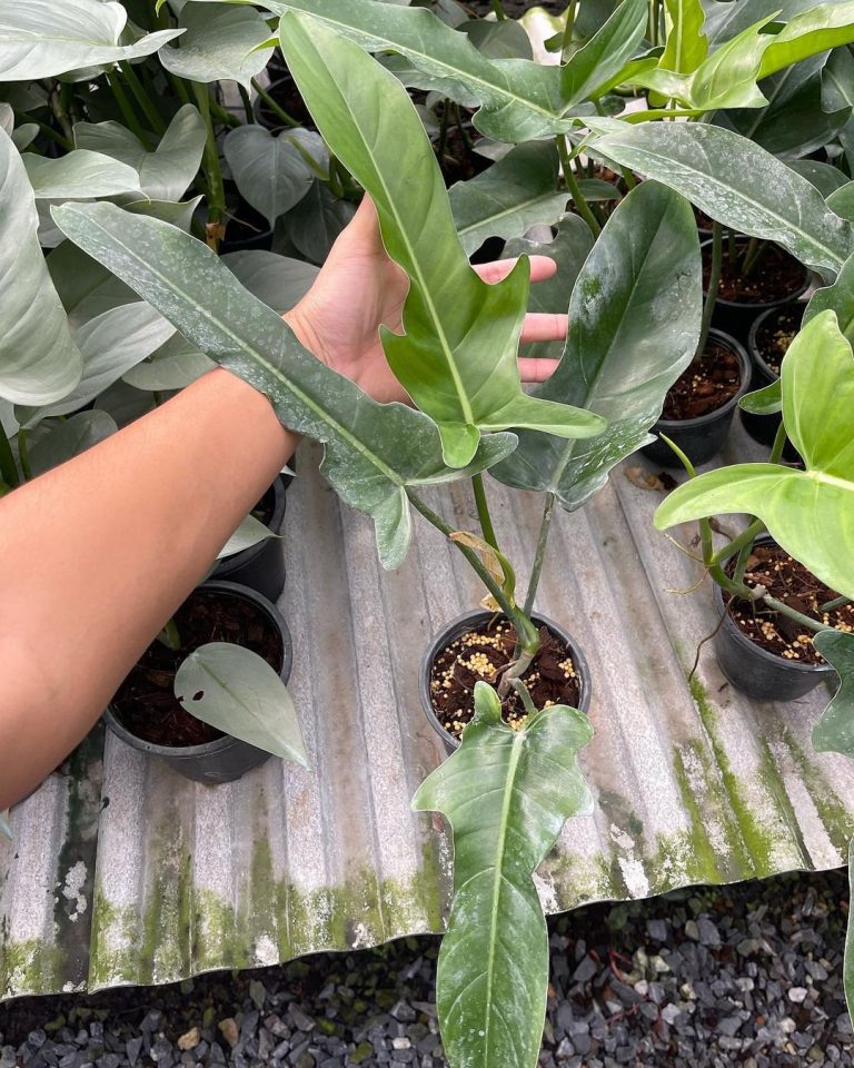 Philodendron Jerry Horne
