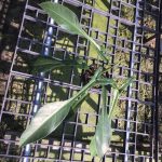Philodendron Joepii