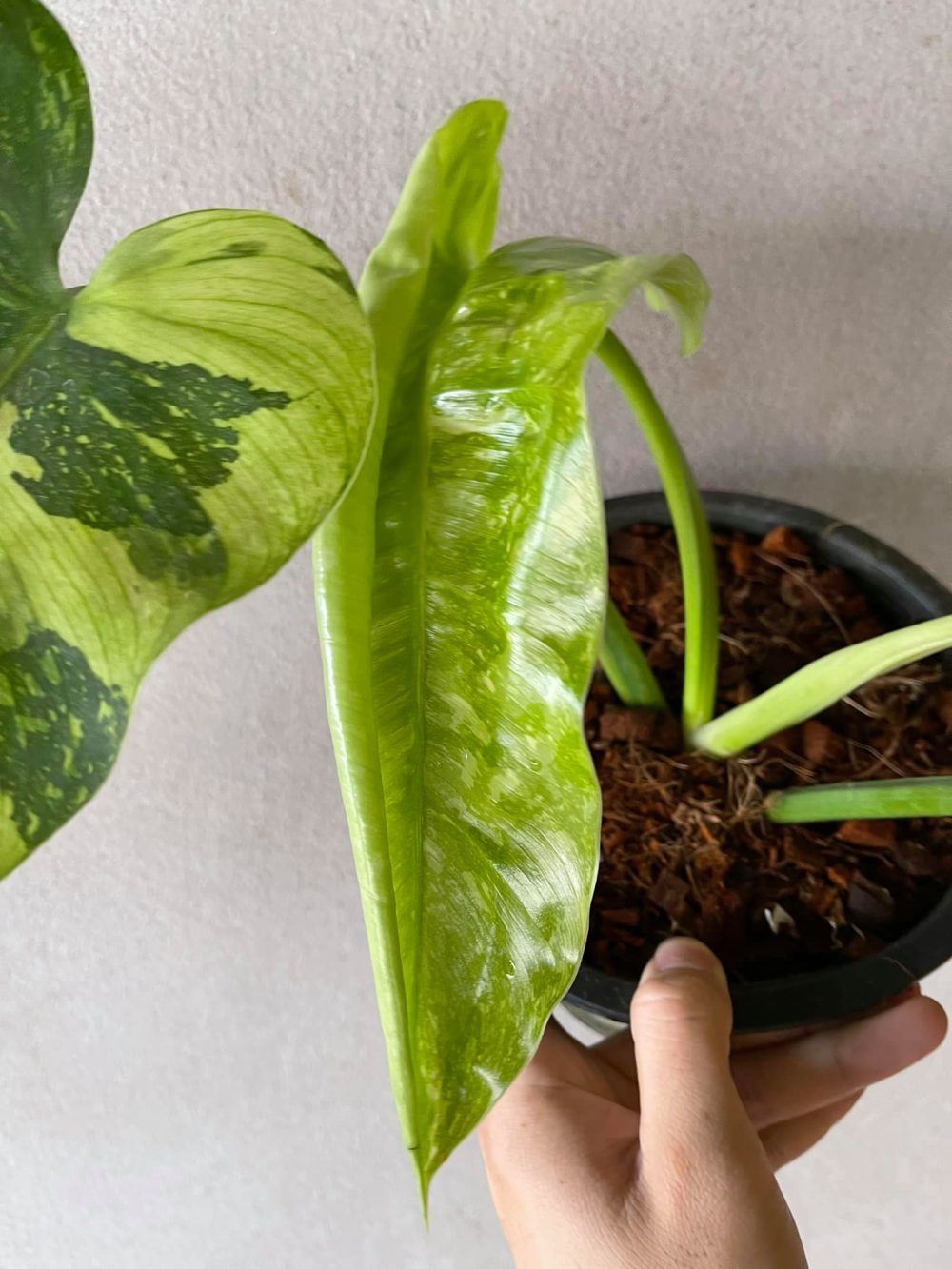 Philodendron Jose Bruno