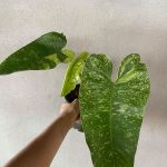 Philodendron Jose Bruno
