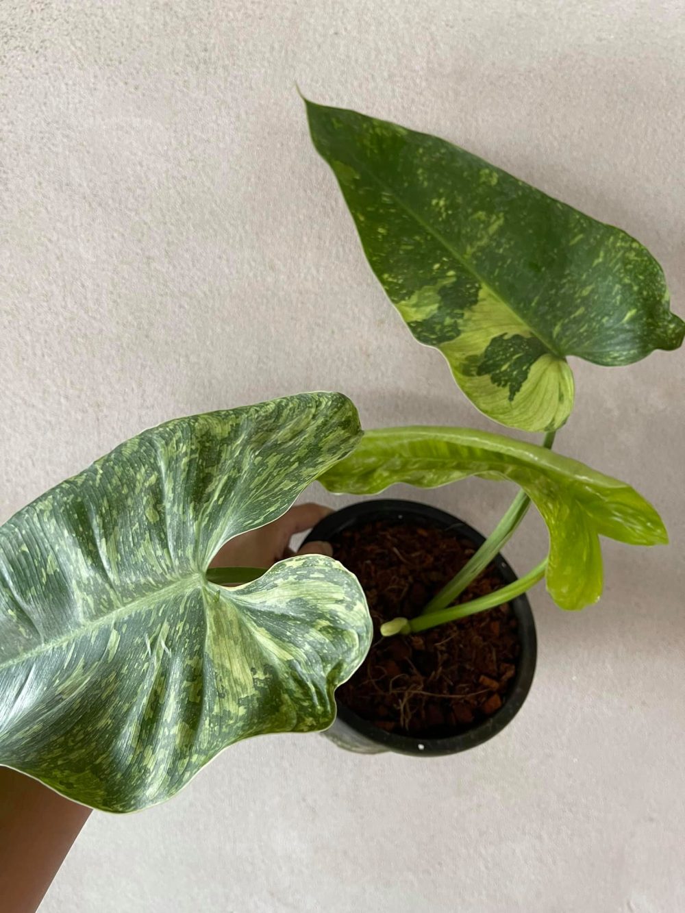 Philodendron Jose Bruno