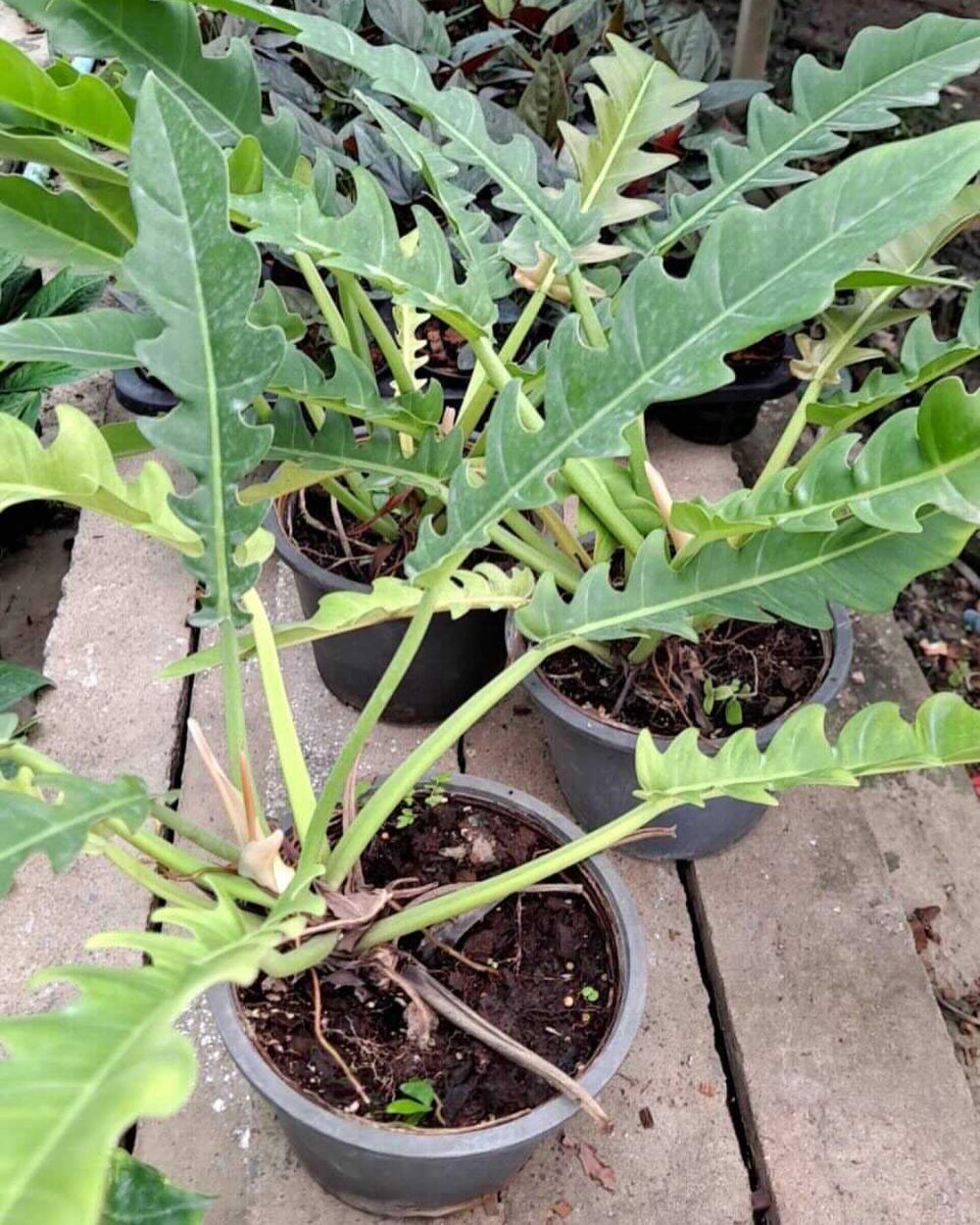 Philodendron Jungle Boogie