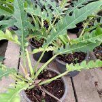 Philodendron Jungle Boogie