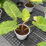 Philodendron Jungle Fever