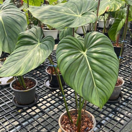 Philodendron McDowell