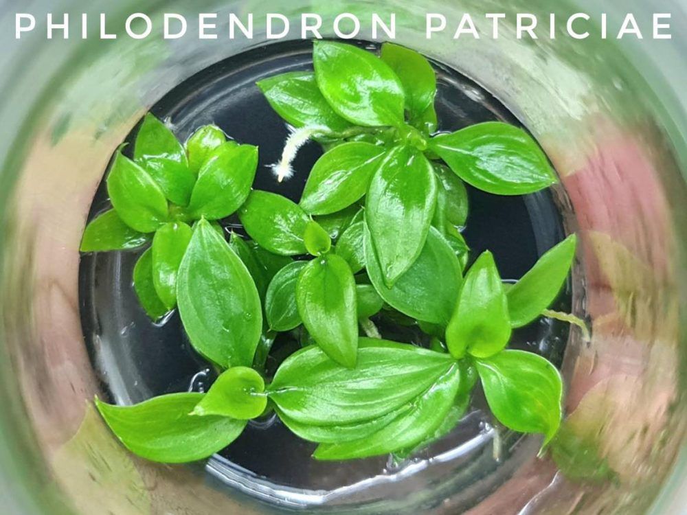 Philodendron Patriciae Tissue Culture