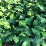Philodendron Rugosum