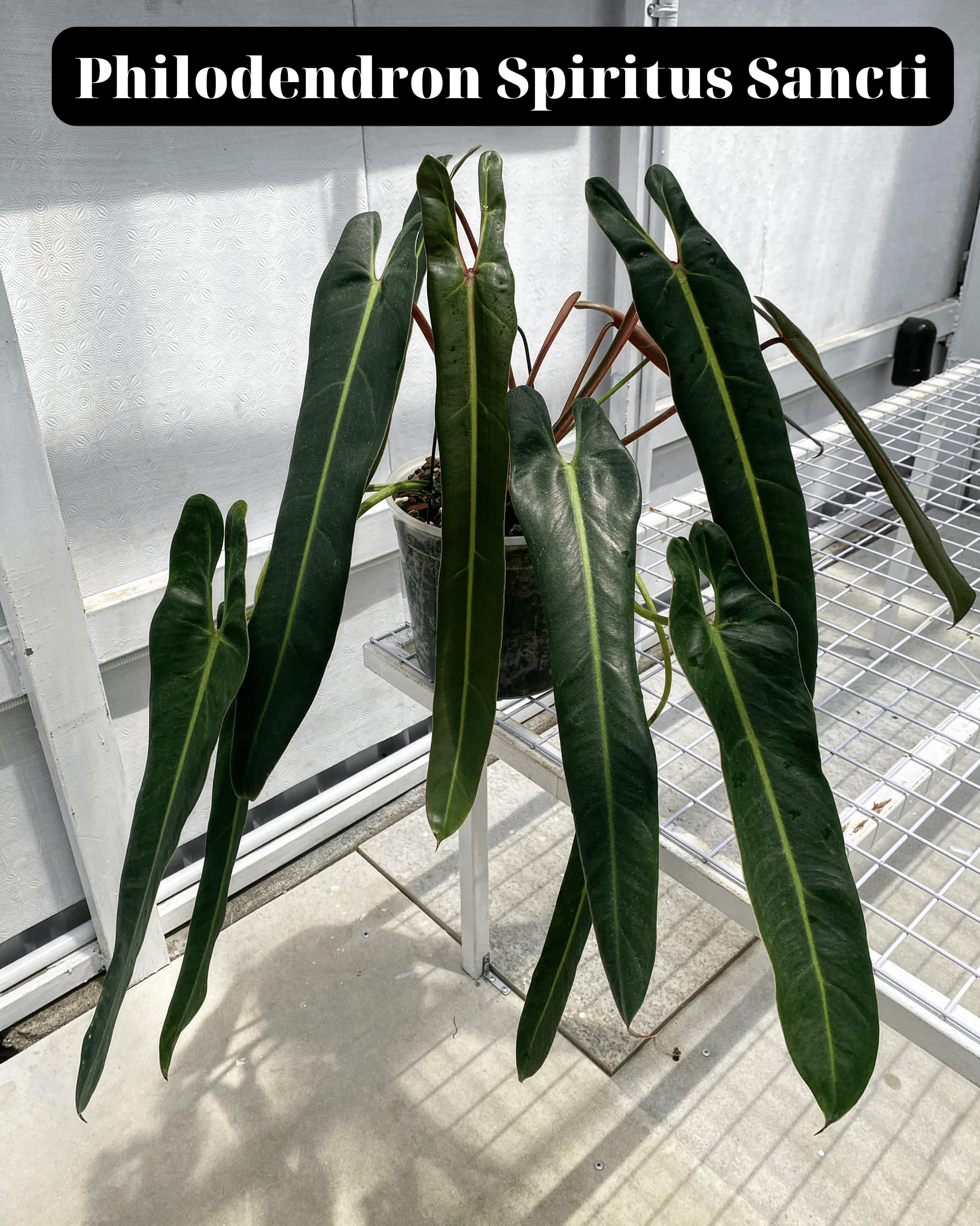 Philodendron Spiritus Sancti Seedlings from Thailand 4 Pot from