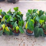 Philodendron splendid