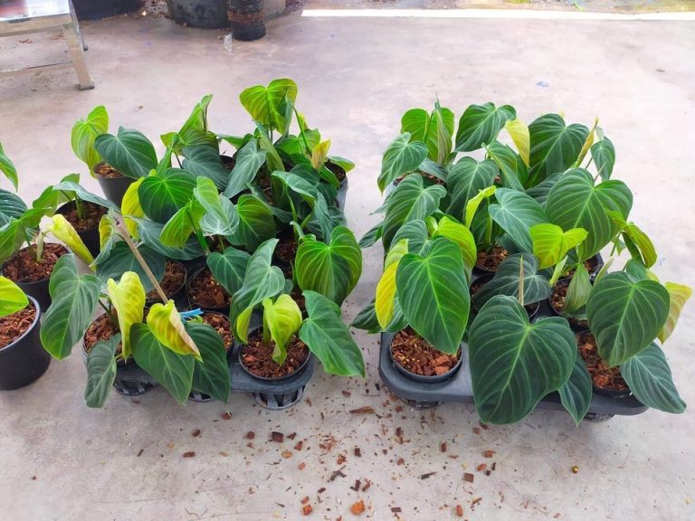 Philodendron splendid