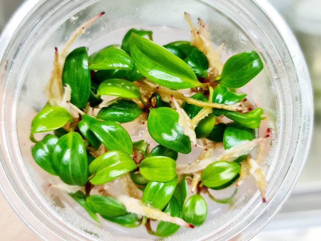 Philodendron Strawberry Shake Tissue Culture Thailand Discount Deals