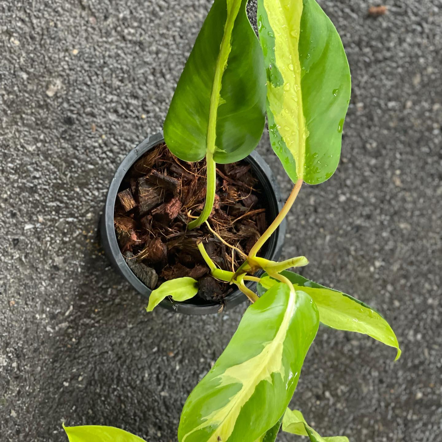 Philodendron Thai Sunrise