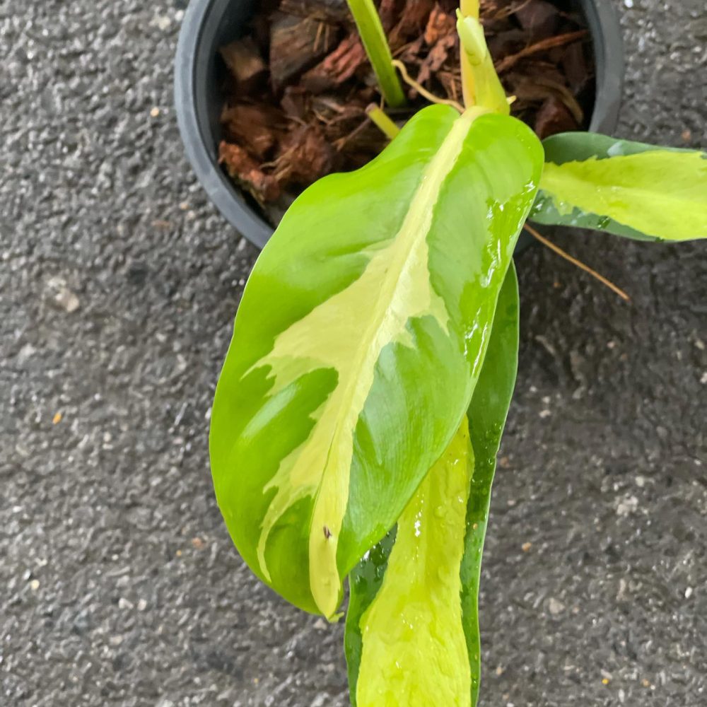 Philodendron Thai Sunrise 2