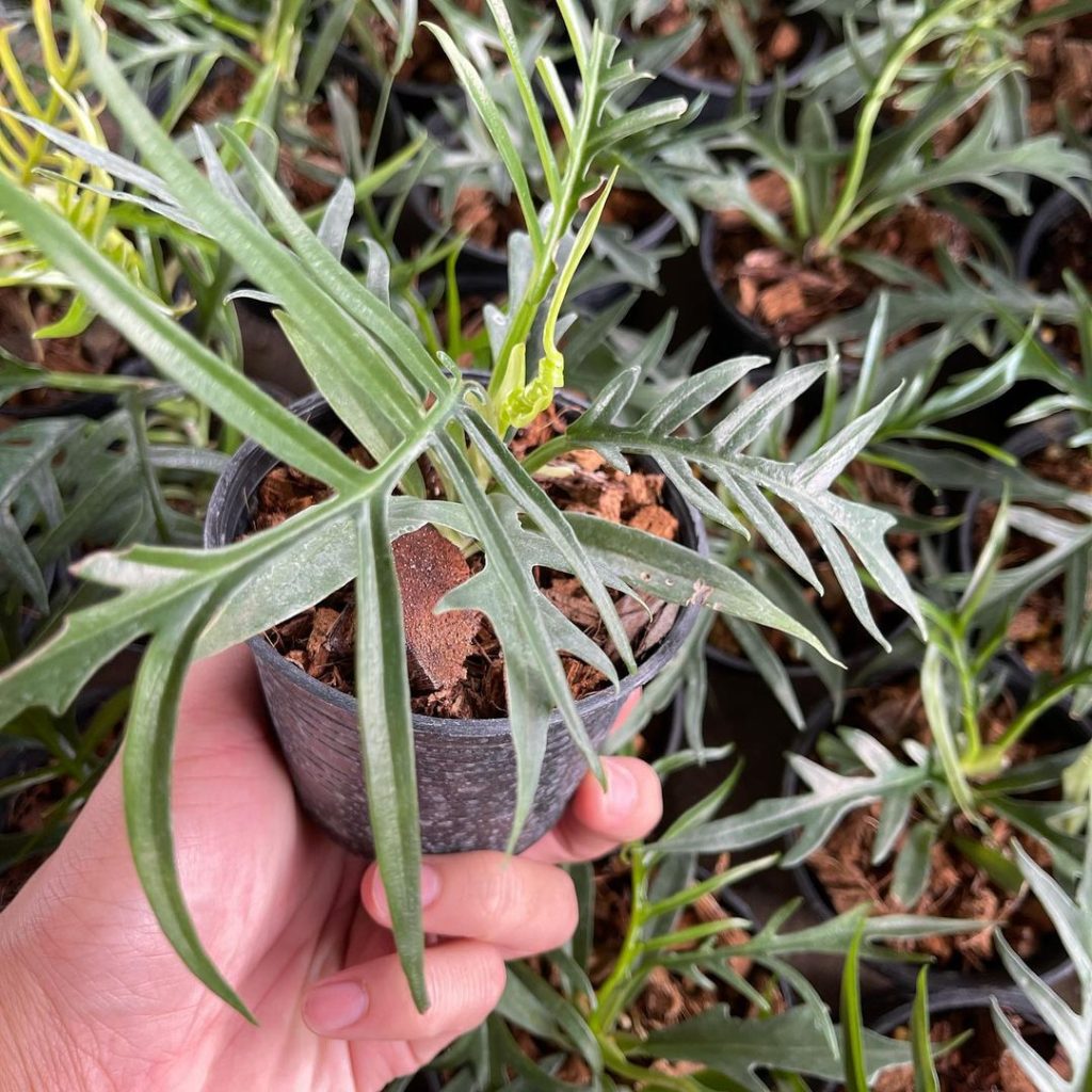 Tissue Culture Philodendron Tortum Rare Houseplant Greenboog