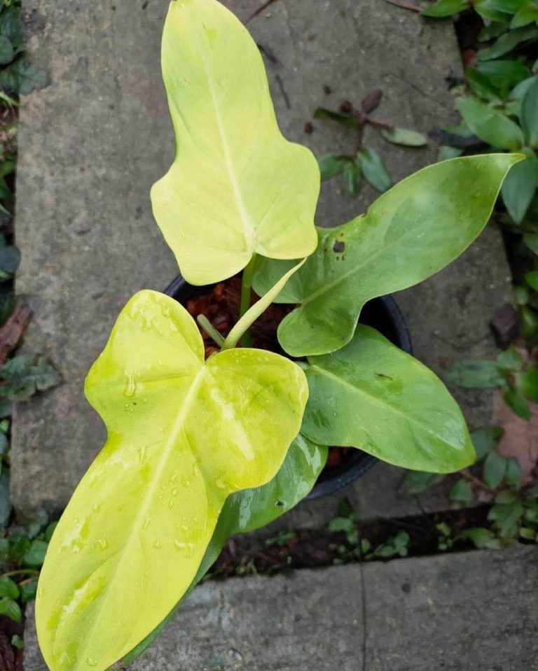 Philodendron violin