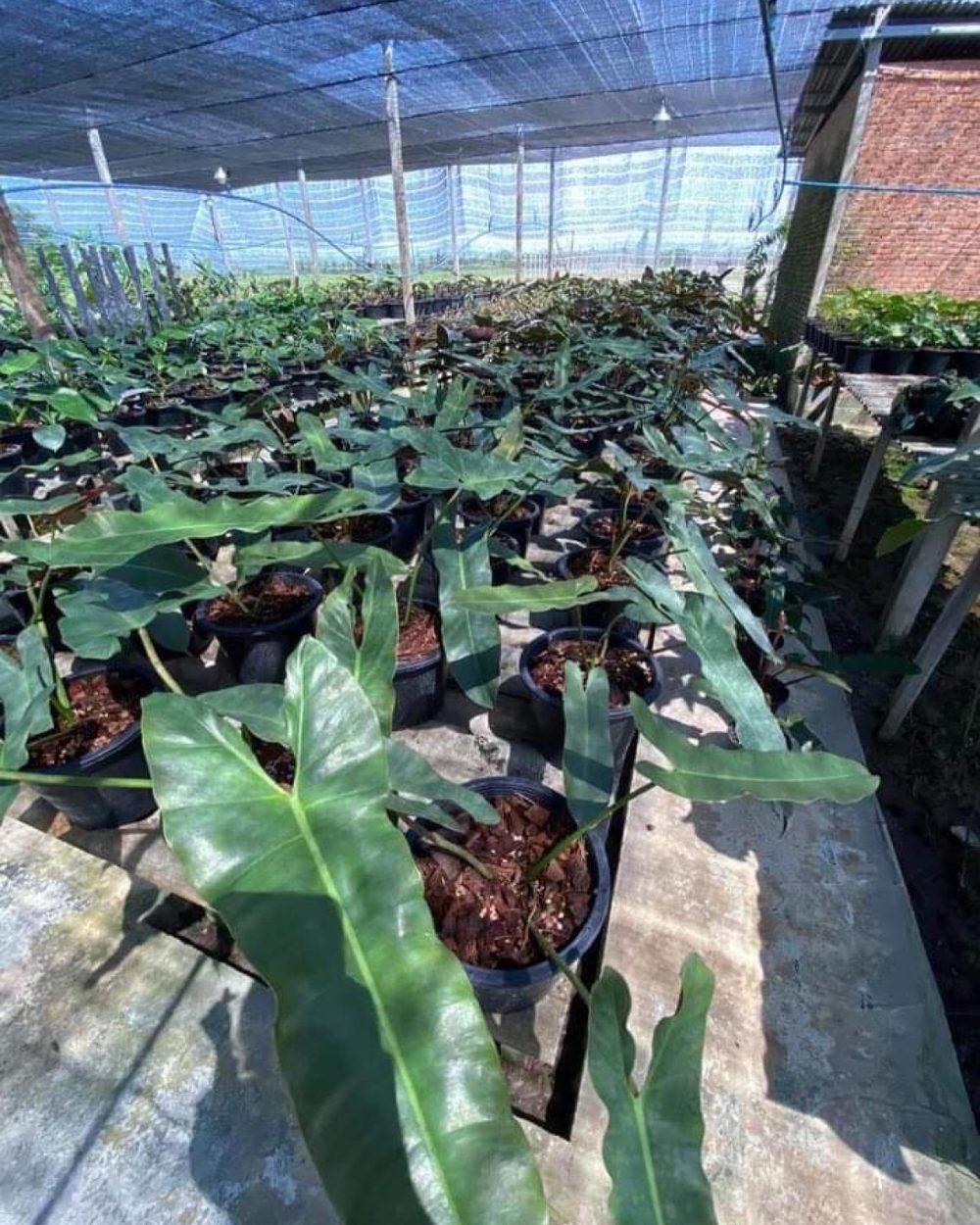 Philodendron atabapoense