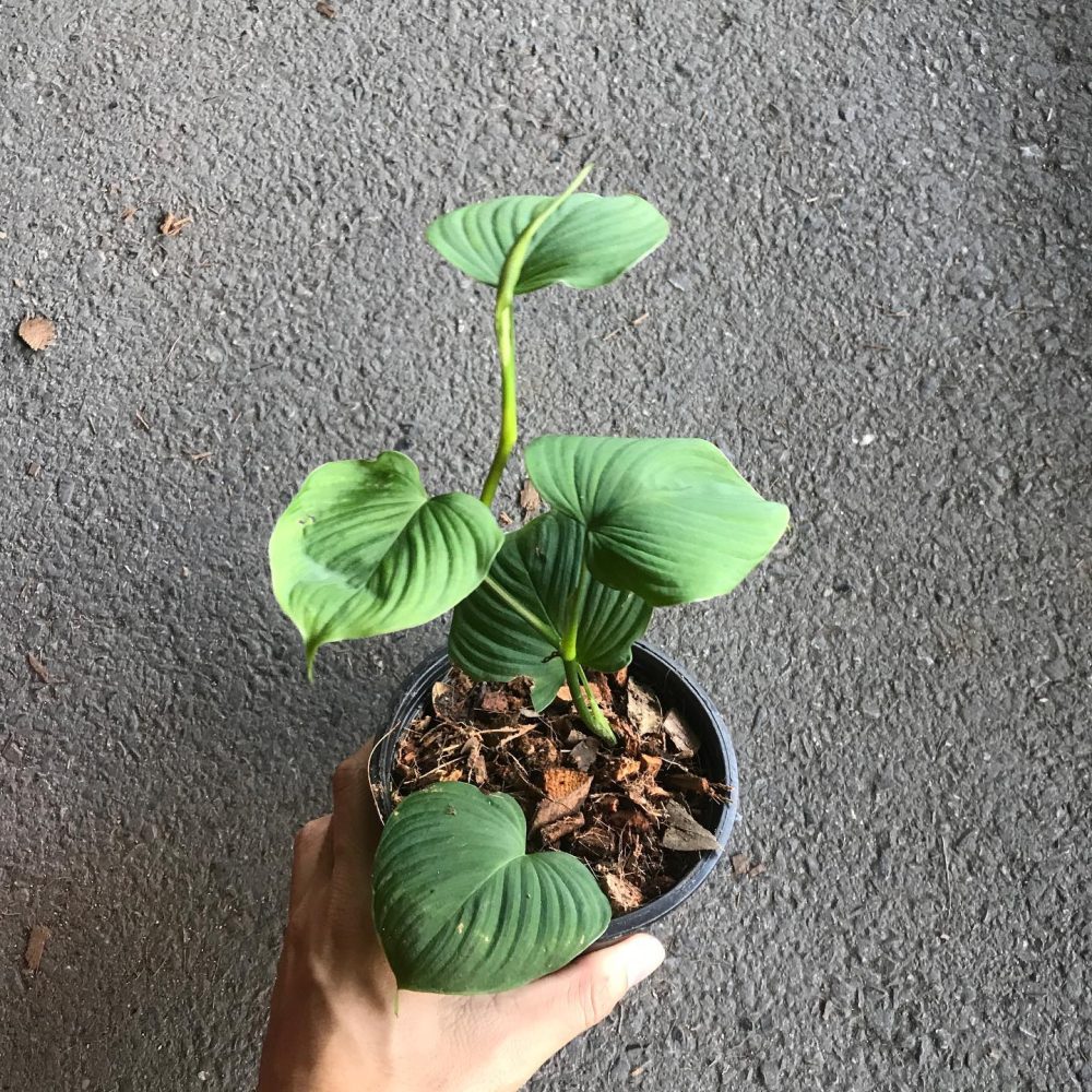 Philodendron fibraecataphyllum