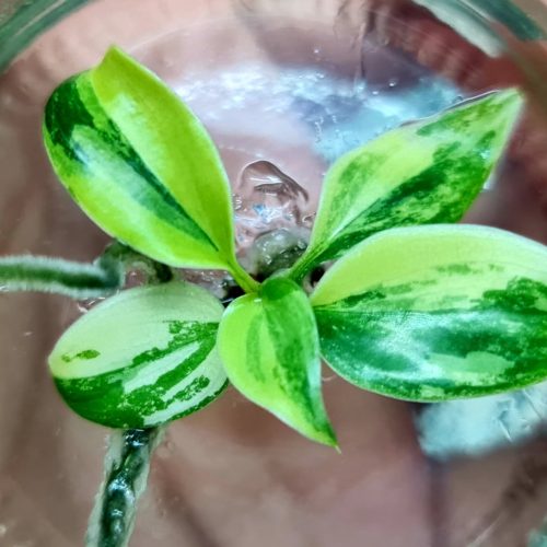 Philodendron Florida Beauty showed variegated
