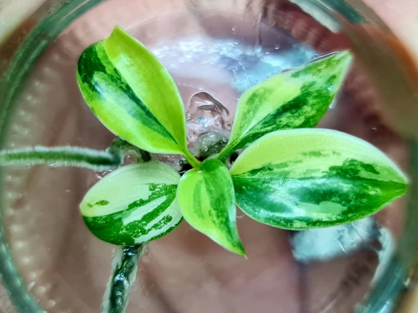Philodendron Florida Beauty Tissue Culture Variegated