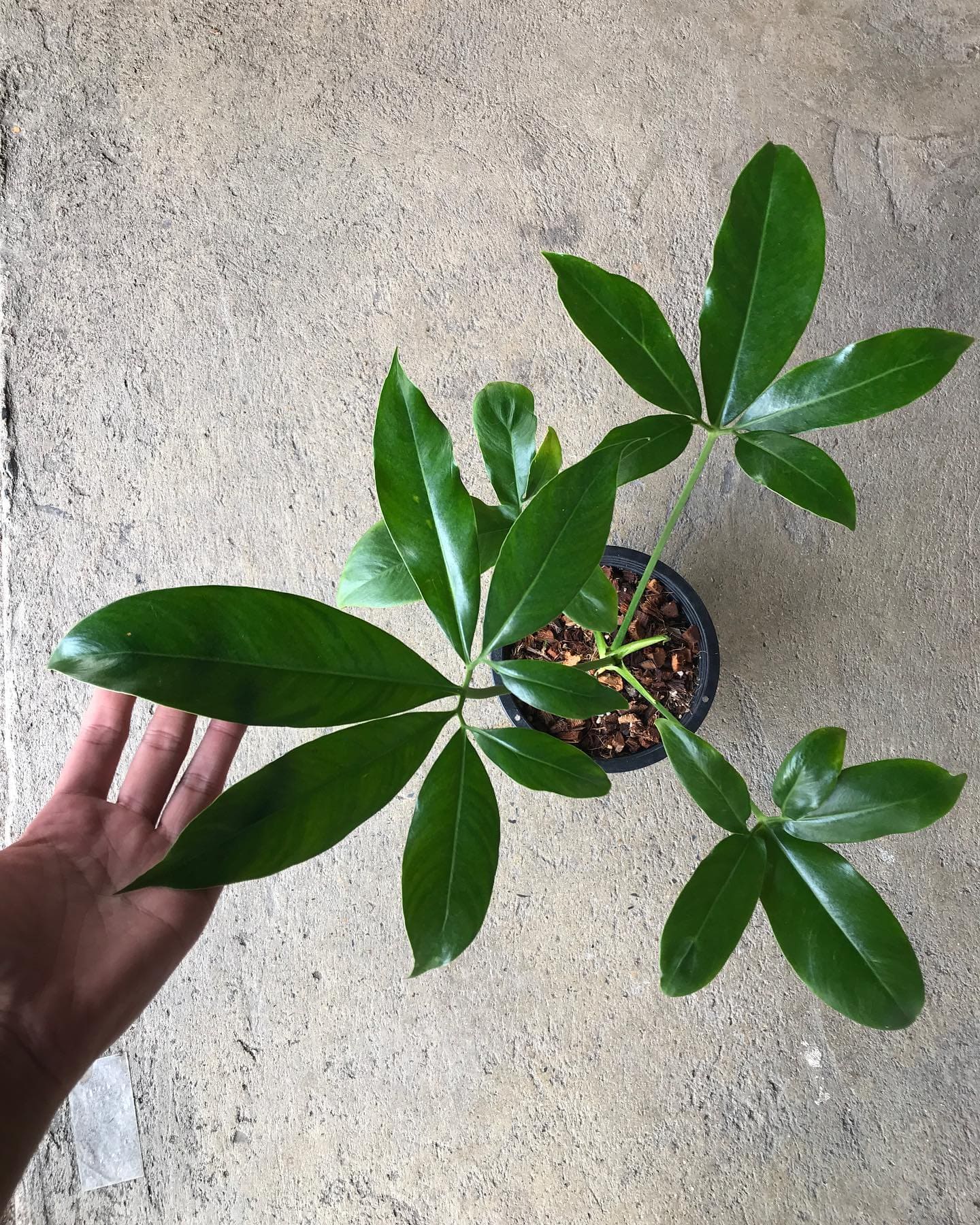 Philodendron spiritus sancti (Big Plant) Leaves 40 cm