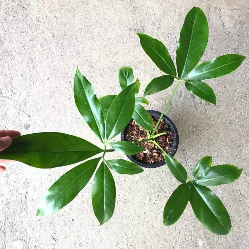 Philodendron goeldii