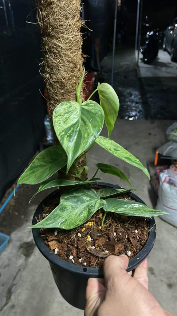 Philodendron Hederaceum Variegated oxycardium Variegated BOTGarden Philodendron Hederaceum Variegated oxycardium Variegated BOTGarden