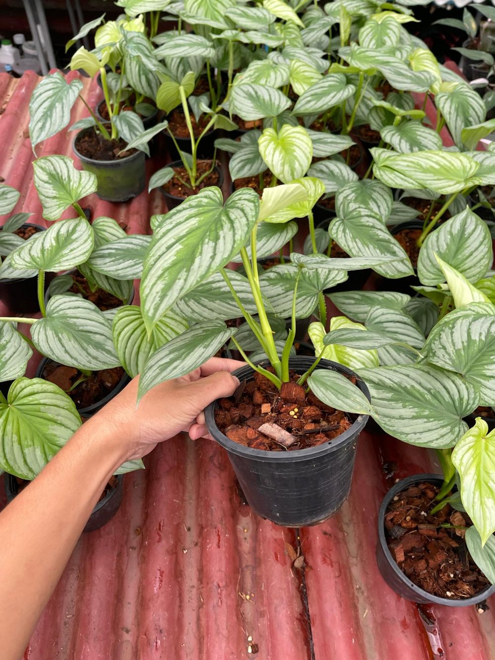 Philodendron mamei Silver Cloud