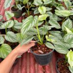 Philodendron mamei Silver Cloud