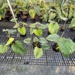 Philodendron mamei Silver Cloud