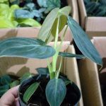 Philodendron melanochrysum