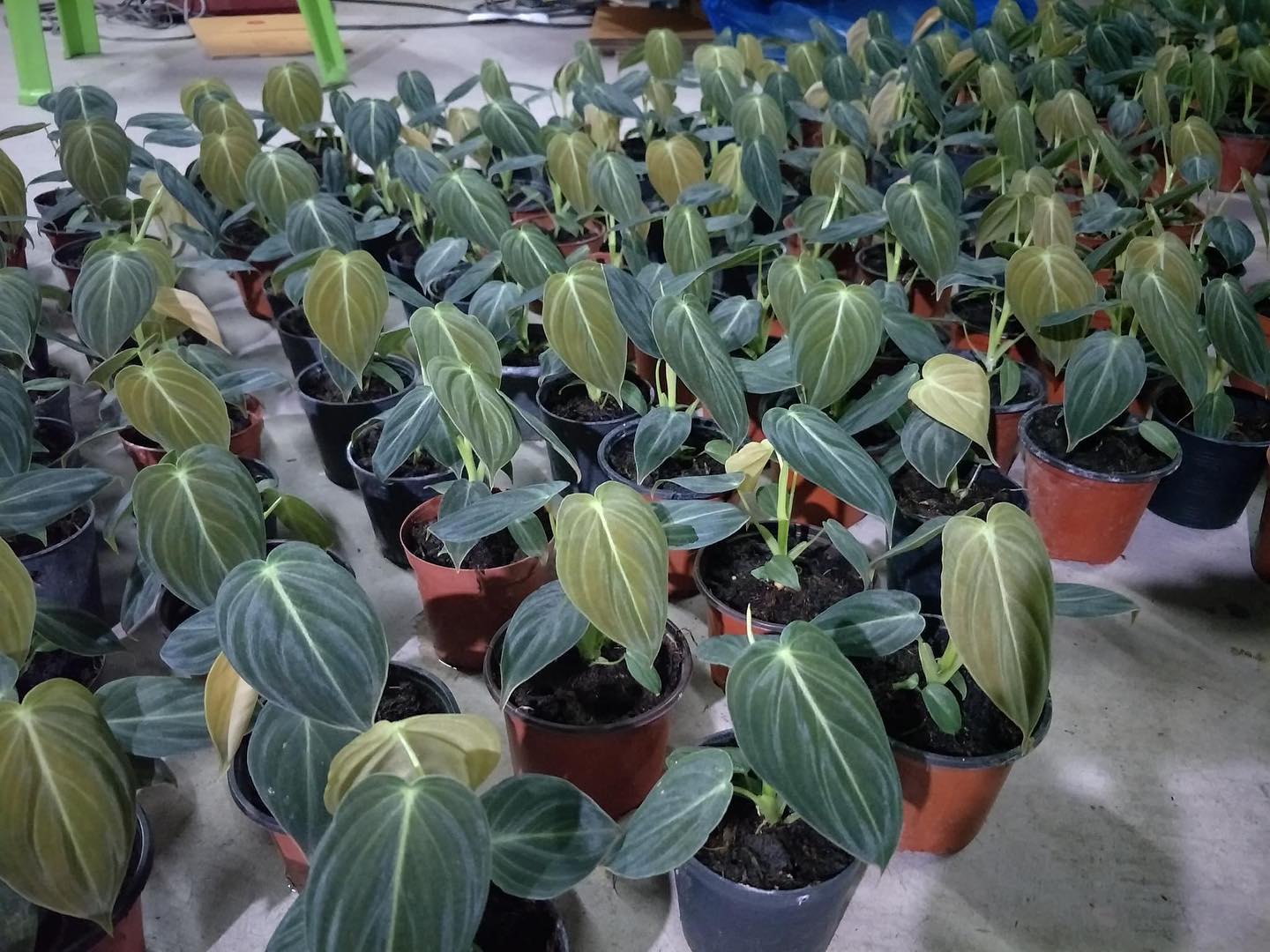 Philodendron Melanochrysum