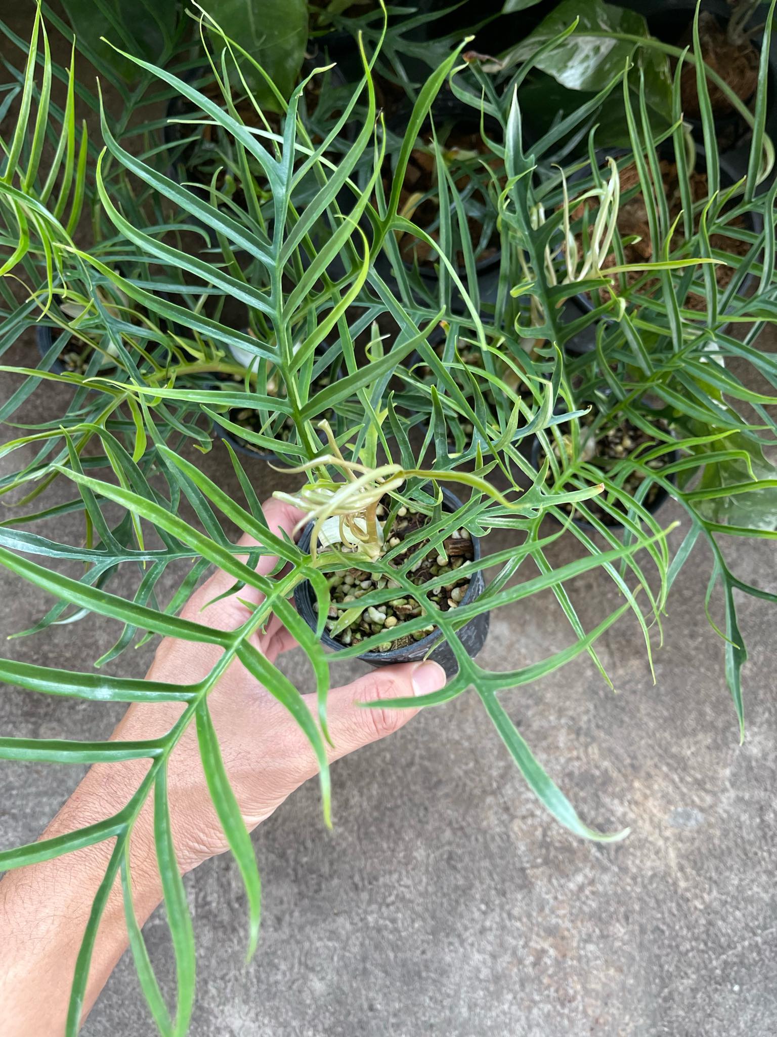 philodendron polypodioides-tortum