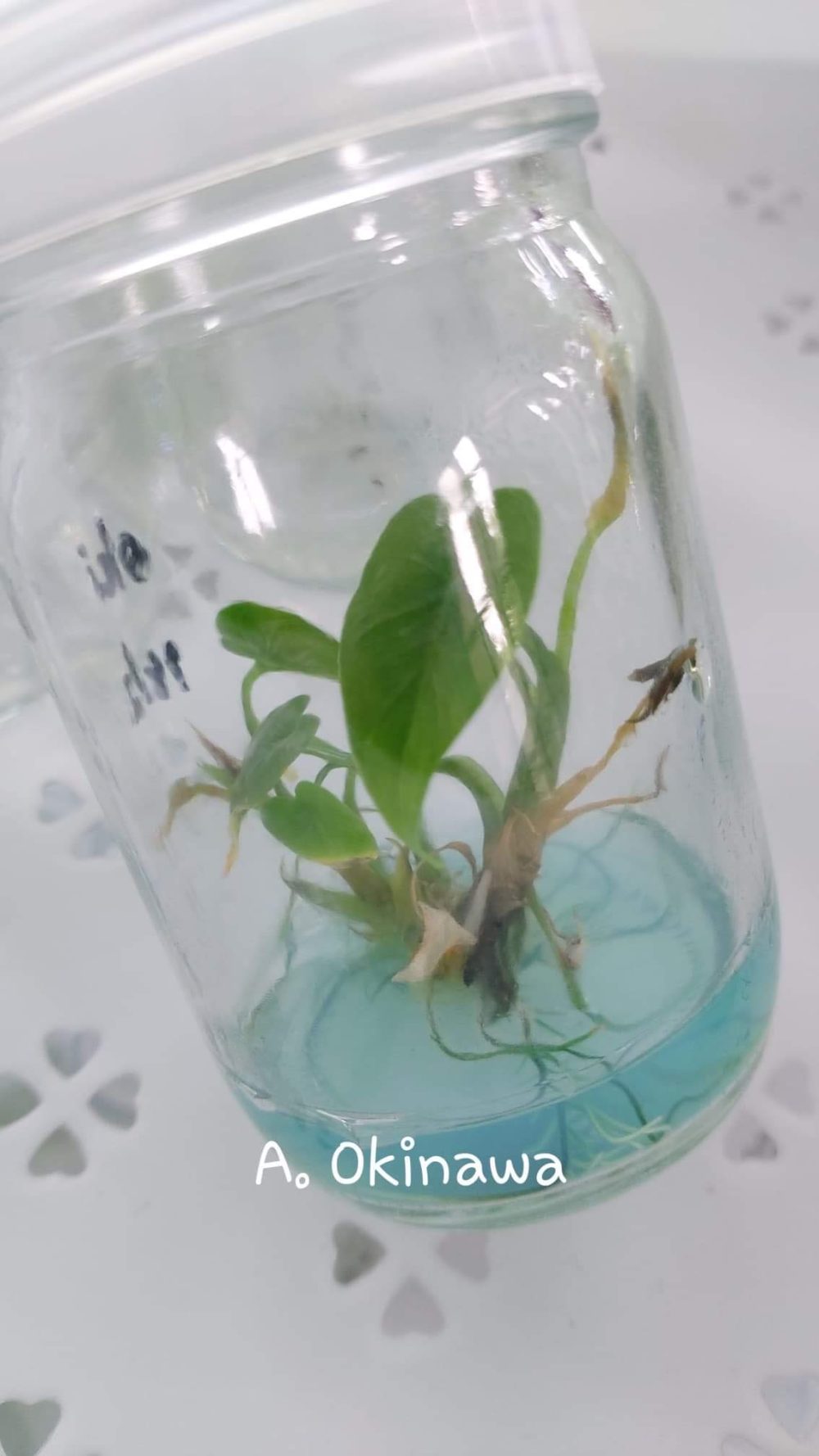 Alocasia Okinawa Variegated Tissue Culture