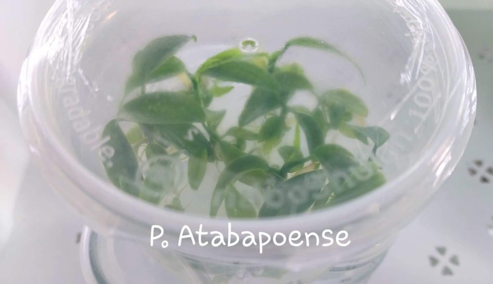 Philodendron Atabapoense Tissue Culture