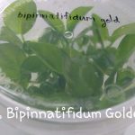 Philodendron Bipinnatifidum Gold Tissue Culture
