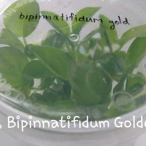 Philodendron Bipinnatifidum Gold