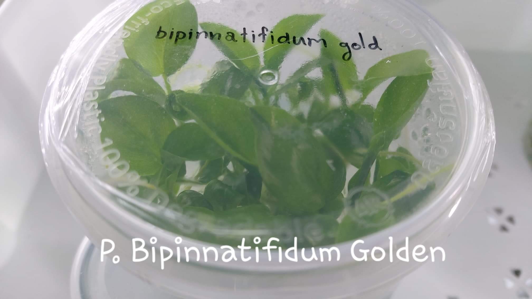 Philodendron Bipinnatifidum Gold Tissue Culture
