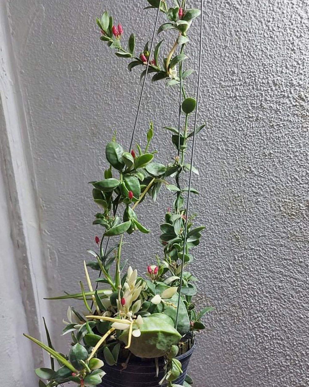 Dischidia vidalii Becc Variegated