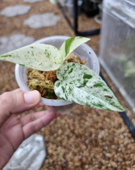 Epipremnum