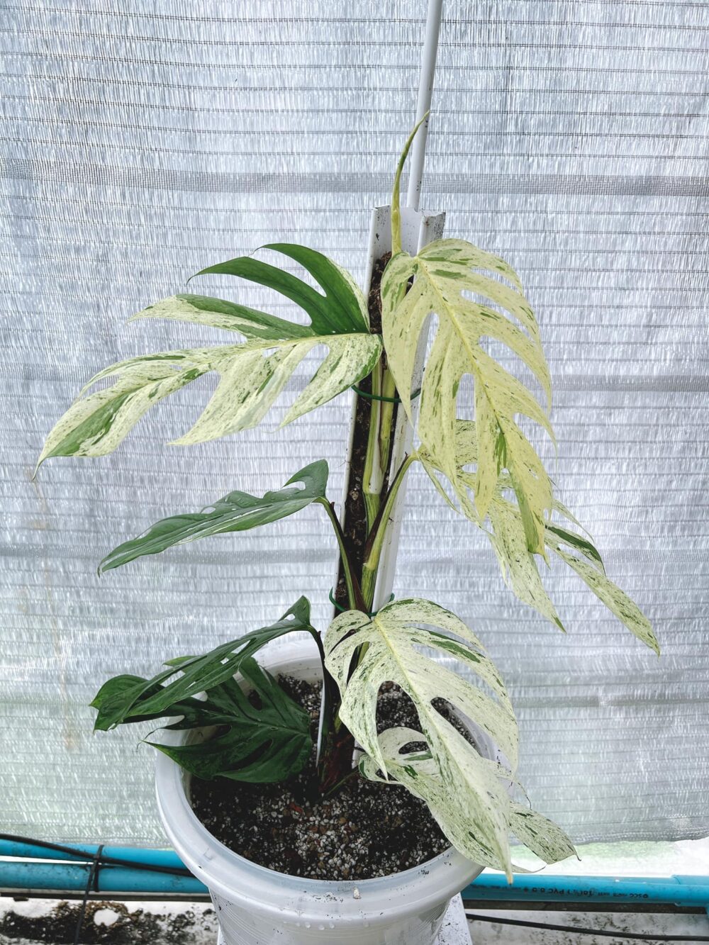 Epipremnum Pinnatum Marble Variegated