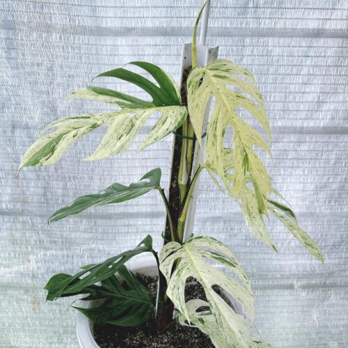 Epipremnum Pinnatum Marble Variegated