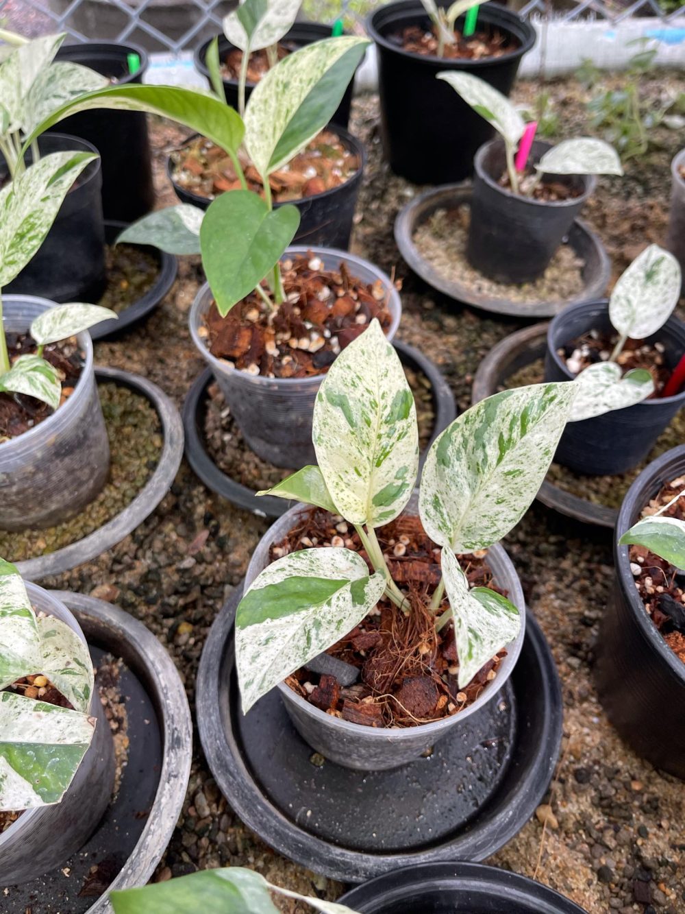 Epipremnum Pinnatum Marble Variegated