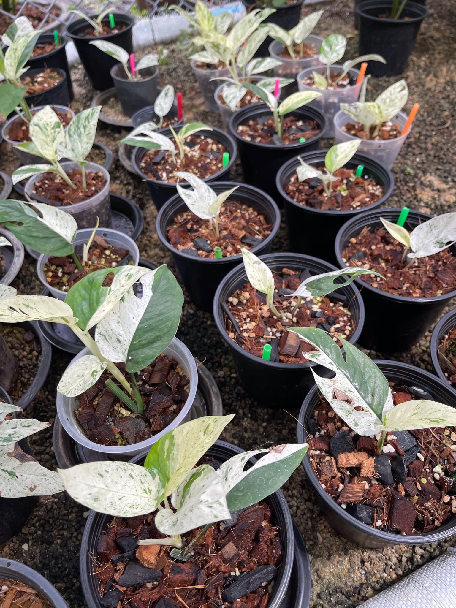 HUGE Epipremnum Pinnatum Mint Variegata (Actual Plant First Pics
