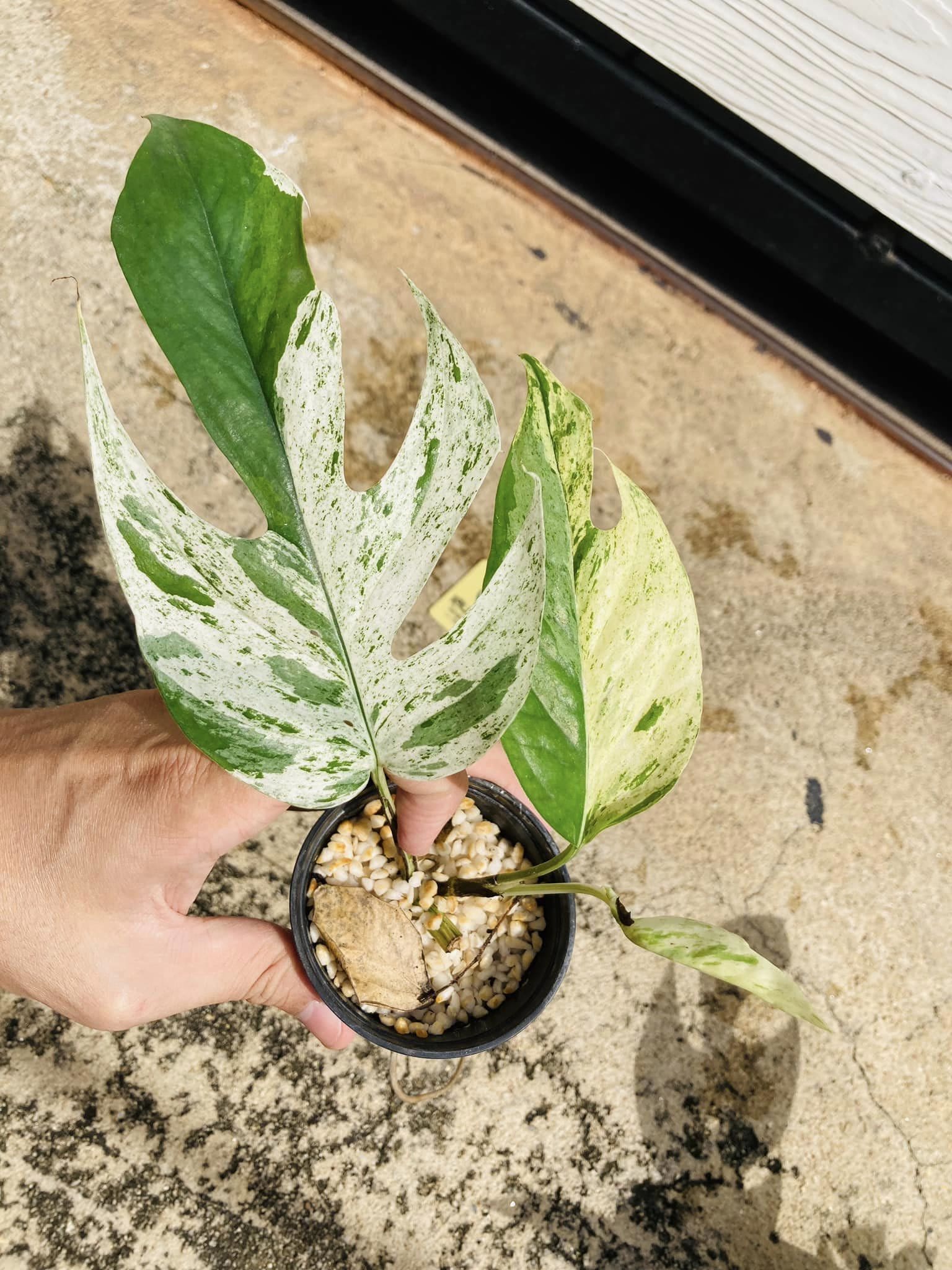 Variegated Epipremnum Pinnatum Rooted Plant 8C 