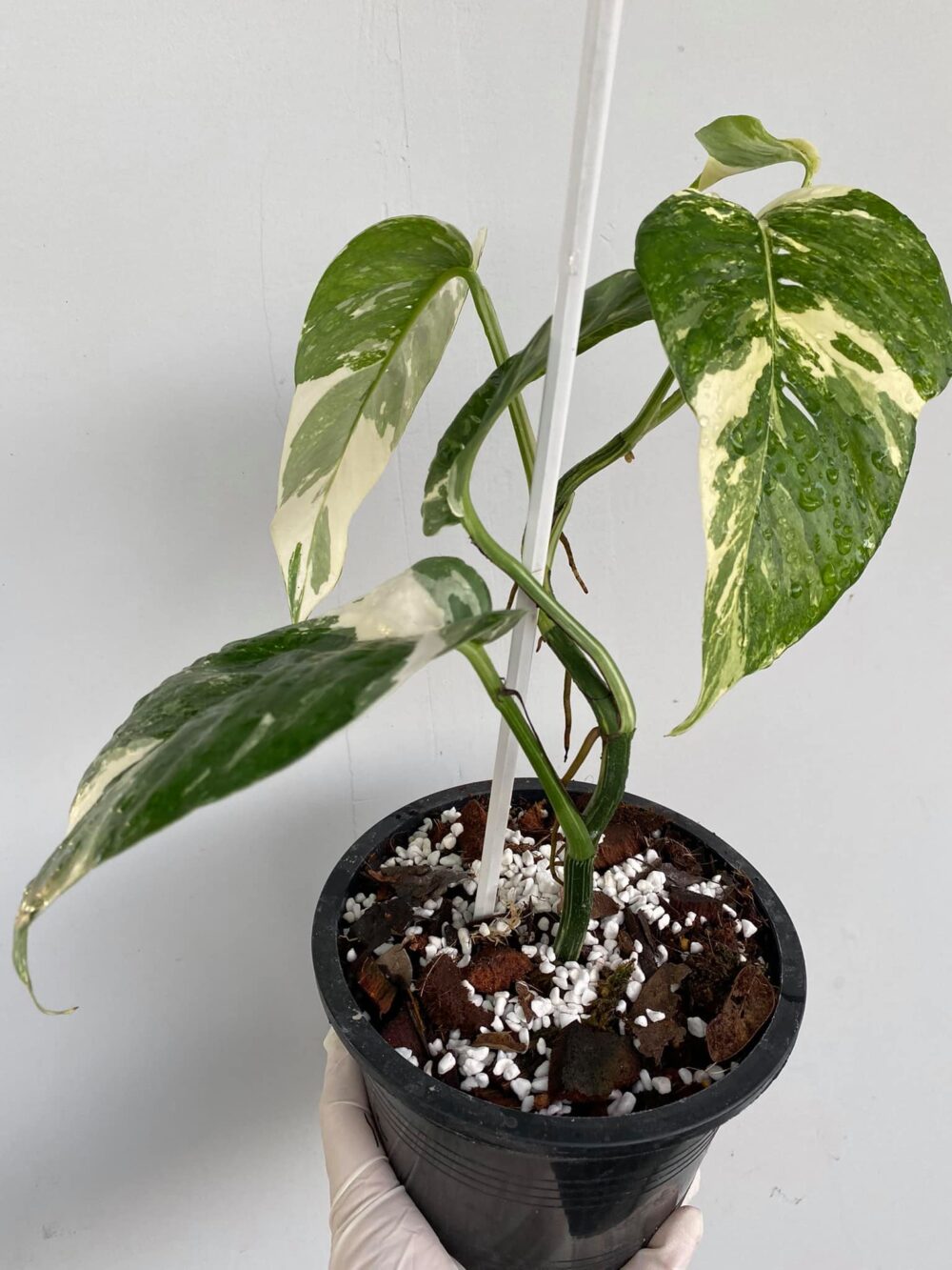 Epipremnum Pinnatum Albo Variegated