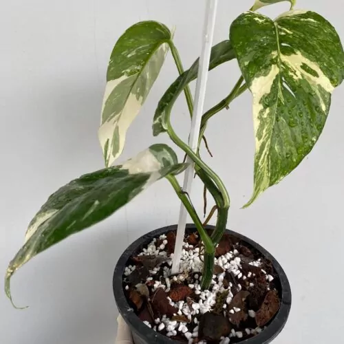 Epipremnum pinnatum albo variegated