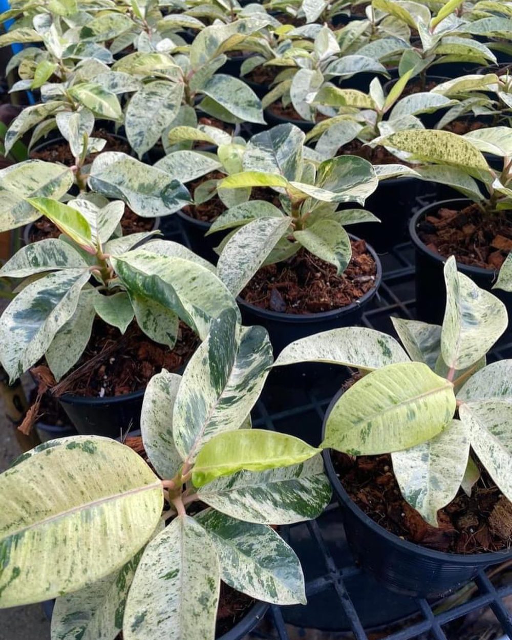 Ficus Elastica “Shivereana” Moonshine