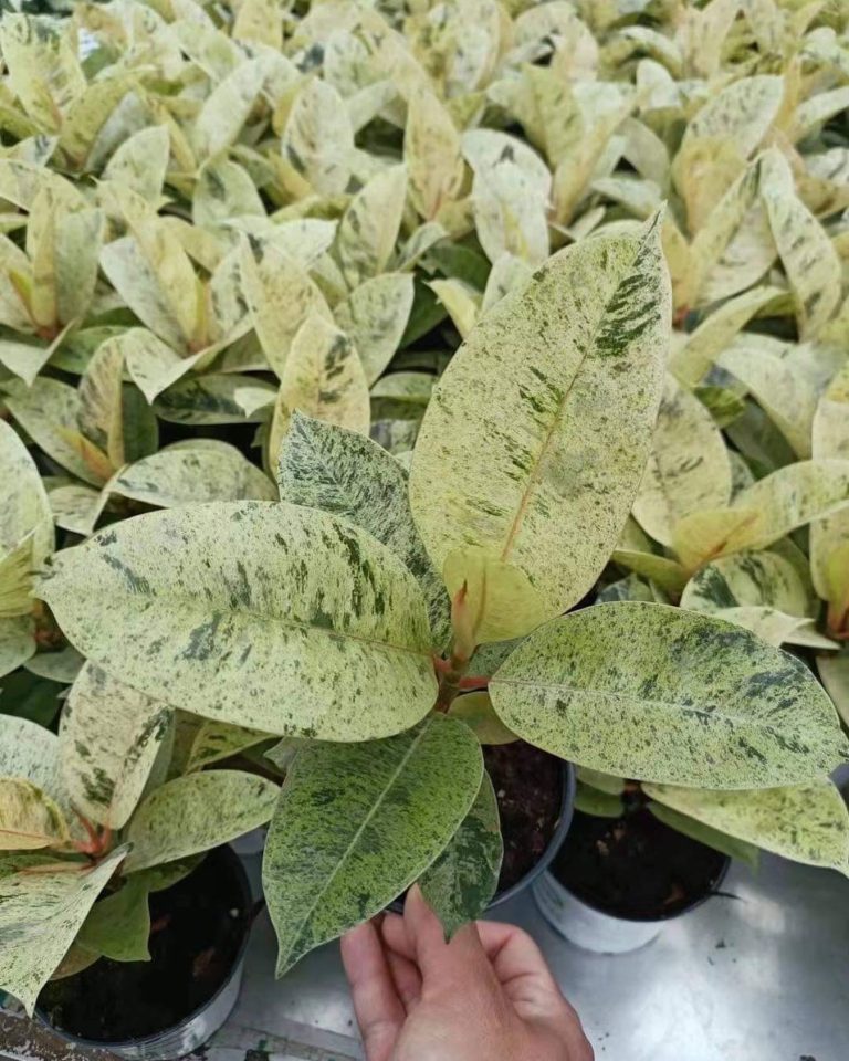 Ficus elastica shivereana moonshine