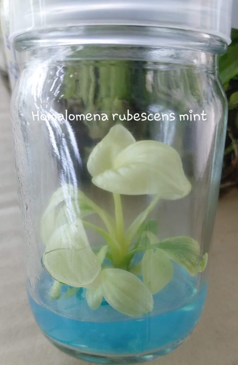 Homalomena Rubescens Mint Tissue Culture